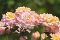 Peace Rose Cuttings for Rooting – 3 Fresh 5-6 Inch Rosa 'Peace' Flower Propagation Kit