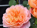Super Rare Impressionist Rose Cuttings – Rosa ‘Impressionist’ Apricot-Pink Climbing Rose Unrooted Propagation