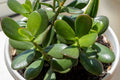 Jade Plant Cuttings 3-5 Inches Crassula ovata Lucky Money Succulent Unrooted Starter Plant