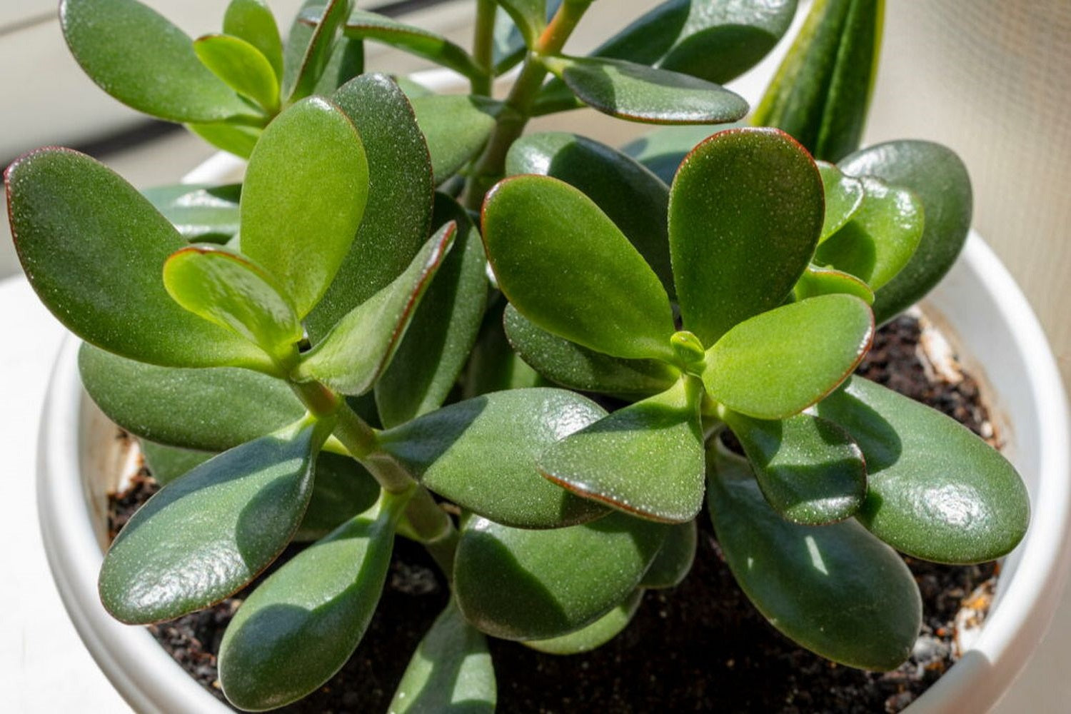 Jade Plant Cuttings 3-5 Inches Crassula ovata Lucky Money Succulent Unrooted Starter Plant