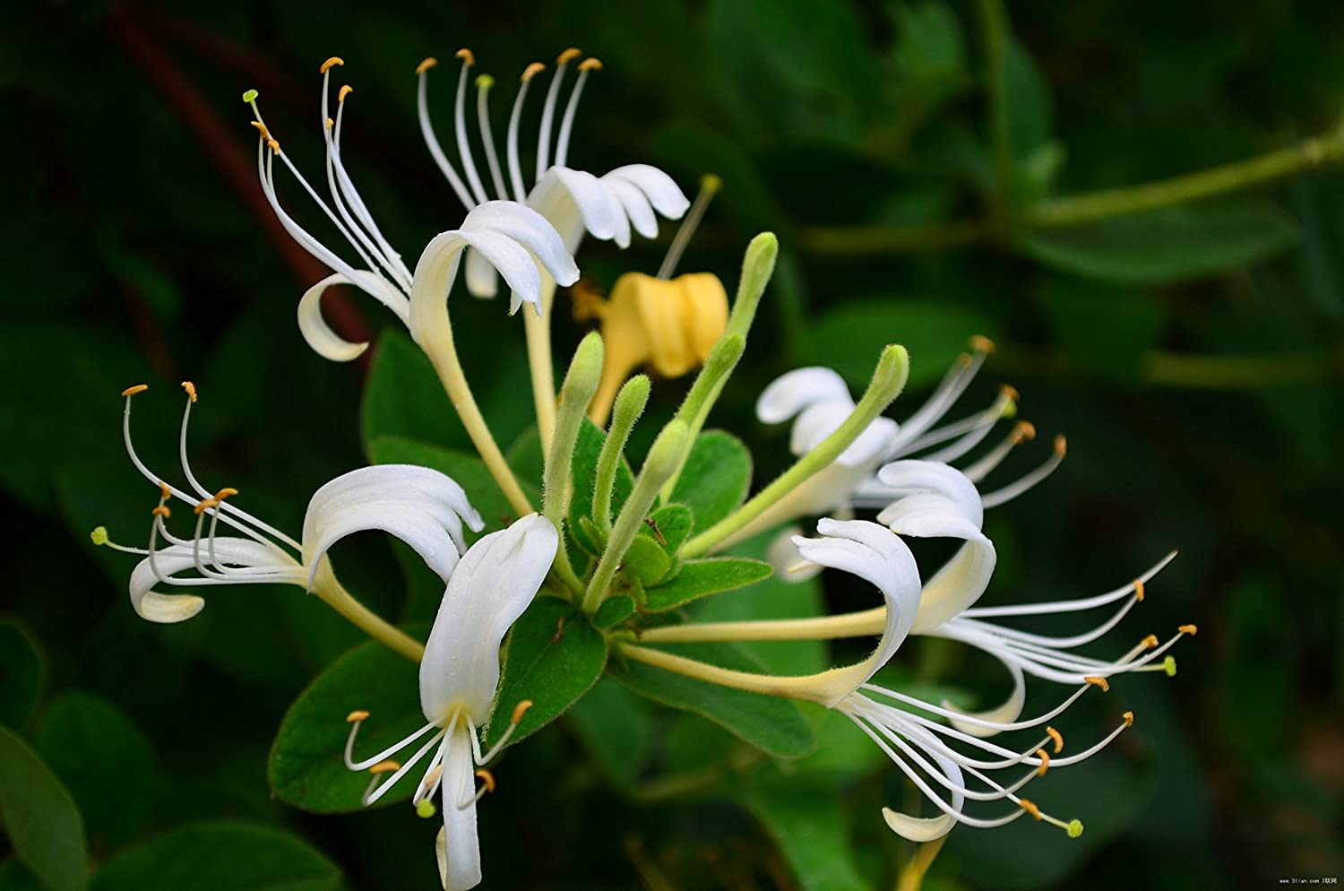 10 Japanese Honeysuckle Vine Cuttings – Lonicera japonica Unrooted Starts for Fast-Growing Fragrant Climber