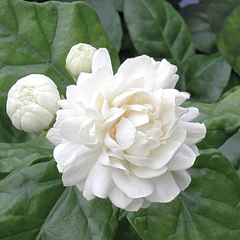 2 Grand Duke Jasmine Plants | Jasminum Sambac Bareroot Plugs 7–10" | Fragrant Arabian Jasmine Shrub