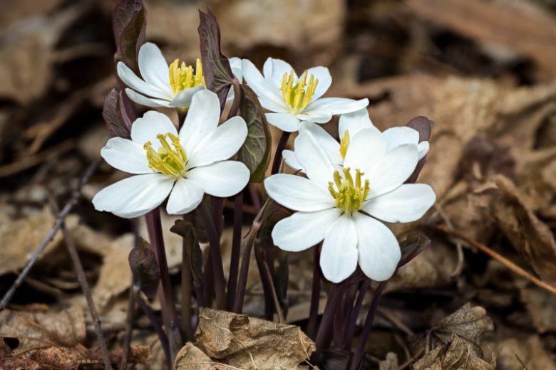 Twinleaf Bare Root Plants – Jeffersonia diphylla, Native Woodland Perennial, Early Spring Blooms, Shade Garden Flower, Pollinator Friendly, 5 Pack