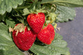 Jewel Strawberry Plants (25 Bare Root) – June-Bearing, Large Sweet Berries, Cold Hardy