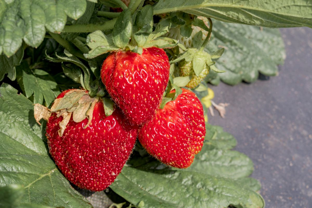 Jewel Strawberry Plants (25 Bare Root) – June-Bearing, Large Sweet Berries, Cold Hardy