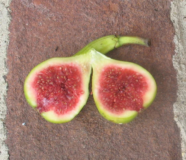 JH Adriatic Fig Cutting - Unrooted 8+ Inches, 3+ Nodes | Ficus carica Rare Green Fig with Strawberry Red Flesh