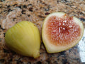White Kadota Fig Cuttings (Ficus carica) - 2 Unrooted 6-8" Heirloom Green Fig for Home Gardens