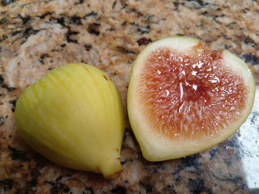 White Kadota Fig Cuttings (Ficus carica) - 2 Unrooted 6-8" Heirloom Green Fig for Home Gardens