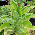 4 Kalanchoe Mother of Thousands Plants – 3-4" Bare Root Alligator Succulents for Indoor Gardening