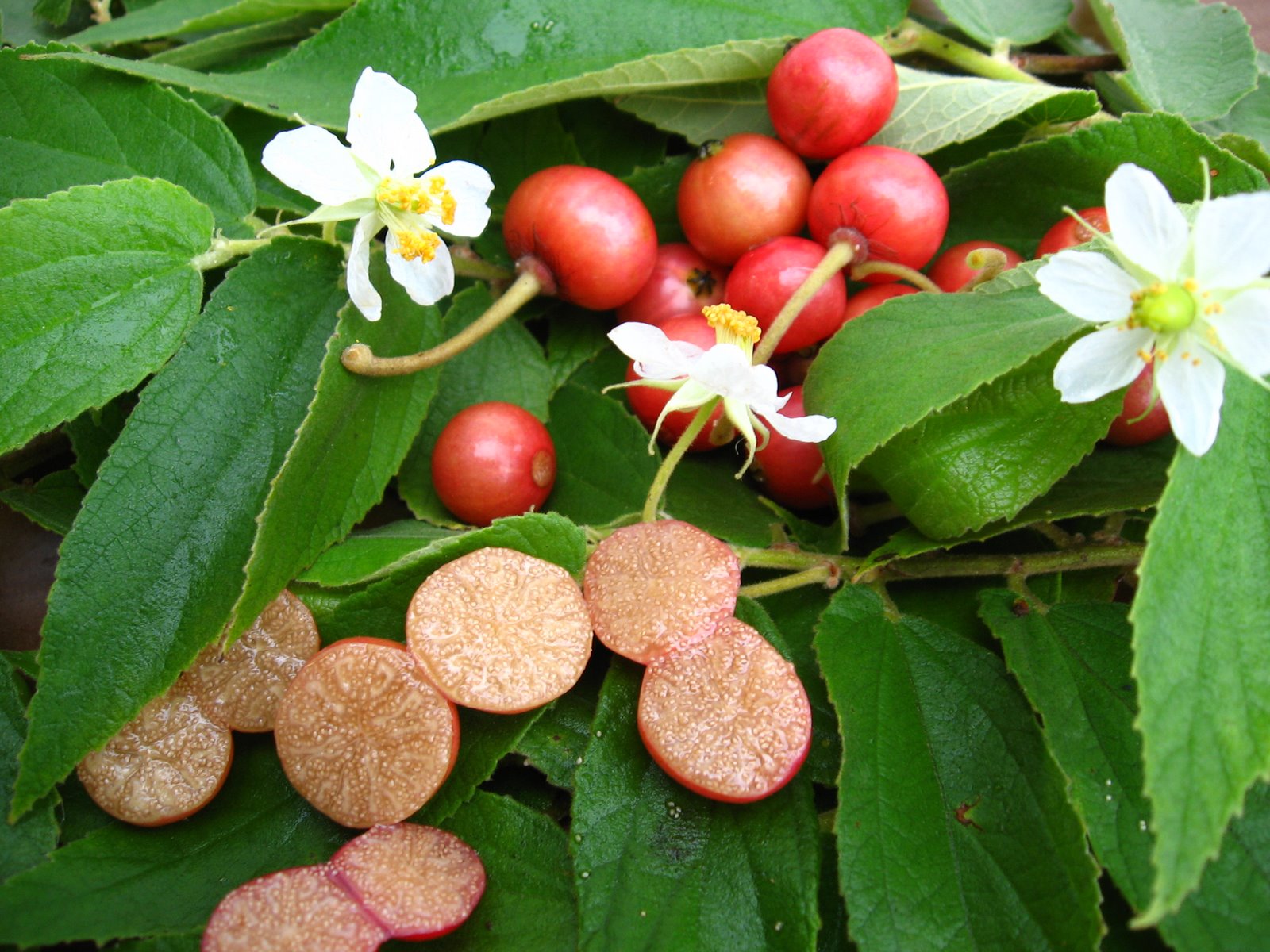Red Jamaican Cherry Tree Bare Root | Tropical Fruit Tree | Strawberry Tree | Muntingia calabura | Fast Growing Edible Plant