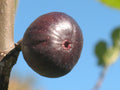 Fig Cutting – 8+ Inch Kathleen’s Black Dark Purple Fruit – Unrooted Scion for Grafting & Propagation