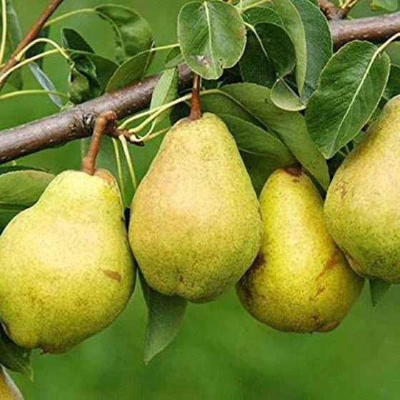 Kieffer Pear Tree Bare Root 2ft Self-Pollinating Cold Hardy Fruit Tree for Home Orchards