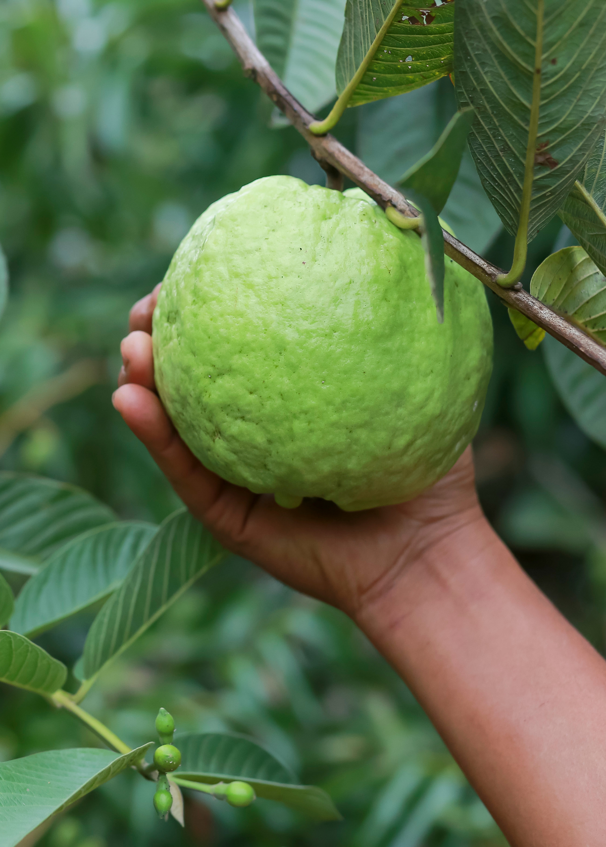 Guava 'Kilo' (Psidium guajava)
