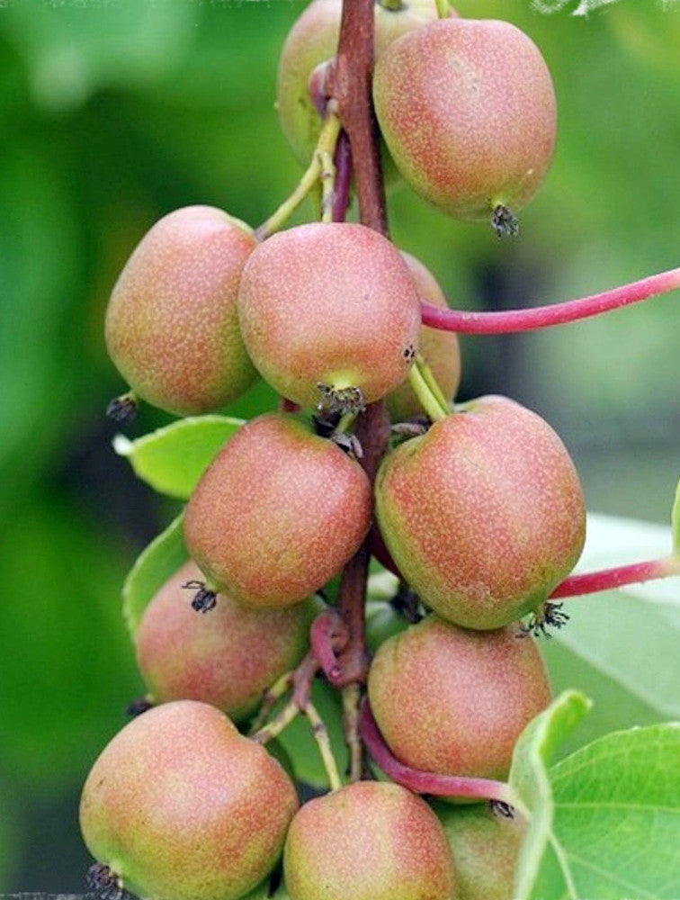 Hardy Kiwi Cuttings – Organic Female Actinidia arguta ‘Geneva’ Unrooted Vines, Cold Hardy, Sweet Fruit, Easy to Grow