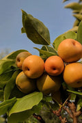 Super Rare Kosui Pear Cutting for Propagation Pyrus pyrifolia ‘Kosui’ Unrooted Grafting Material