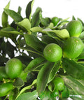 Super Double Rare Green Kumquat Cuttings – 3 Fresh Unrooted Citrus Propagation Grafting Fortunella