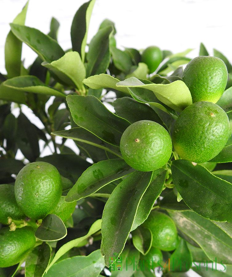 Super Double Rare Green Kumquat Cuttings – 3 Fresh Unrooted Citrus Propagation Grafting Fortunella