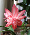 2 Schlumbergera Laranja Dobrada Cuttings – Rare Orange Double Bloom Thanksgiving & Christmas Cactus