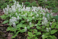 3 Foamflower Plants (Tiarella cordifolia) Bare Root Perennial | Native Woodland Ground Cover