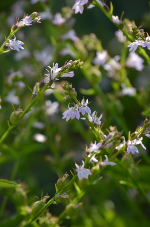 Lobelia inflata Seeds – Indian Tobacco Wildflower, 500 Non-GMO Annual Seeds for Pollinator Gardens and Native Wildflowers