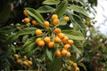 Gold Nugget Loquat Cutting – 6–8 Inch Unrooted Propagation Rooting Grafting Eriobotrya japonica