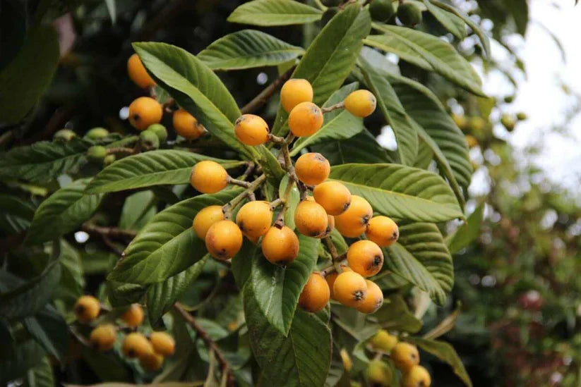 Gold Nugget Loquat Cutting – 6–8 Inch Unrooted Propagation Rooting Grafting Eriobotrya japonica
