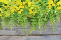 Golden Creeping Jenny Live Plants – Lysimachia nummularia 'Aurea' Groundcover & Aquarium Plant, Fast-Growing, Bright Chartreuse Foliage