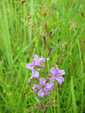 Lythrum alatum Seeds 1000 Winged Loosestrife Native Wildflower Pollinator Plant Purple Blooms
