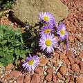Machaeranthera bigelovii Seeds – Purple Aster Bigelow's Tansyaster, 100 Non-GMO Wildflower Seeds