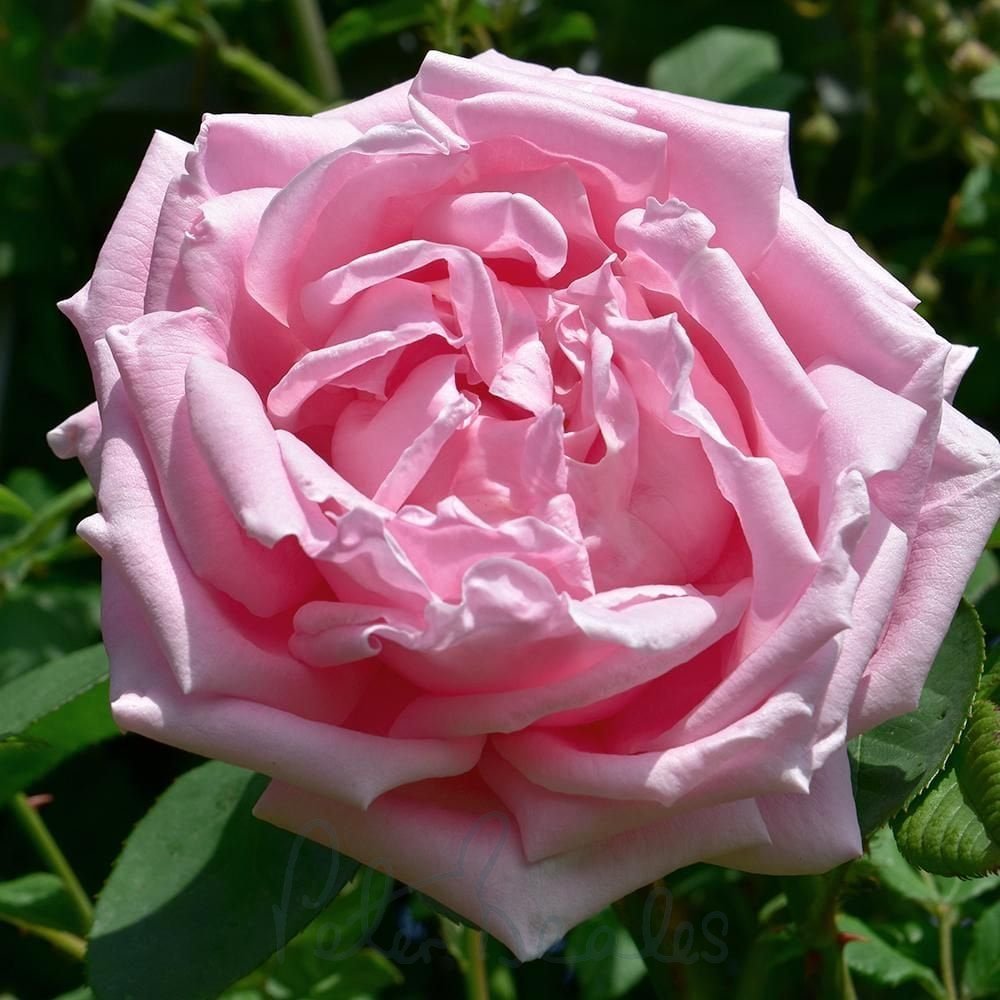 Rare Heirloom Rose Cuttings – Madame Caroline Testout Pink Old-Rose Fragrance Rosa ‘Mme Caroline Testout’