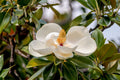 Southern Magnolia Cuttings – 8 Hardwood Live Propagation Cuttings for Grafting, Magnolia grandiflora Evergreen Tree