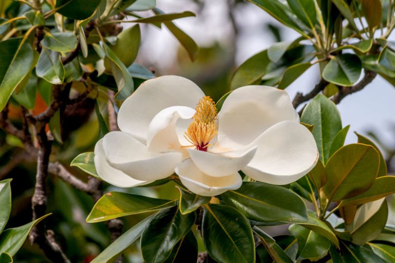 Southern Magnolia Cuttings – 8 Hardwood Live Propagation Cuttings for Grafting, Magnolia grandiflora Evergreen Tree