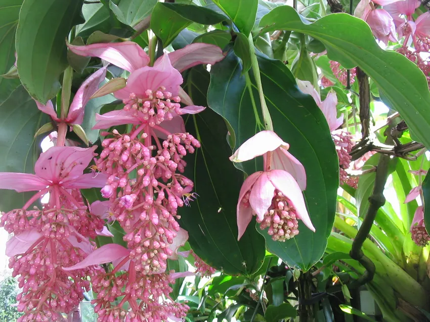 Philippine Pink Medinilla Apoensis Live Starter Plant Tropical Pink Flowering Ornamental Plant