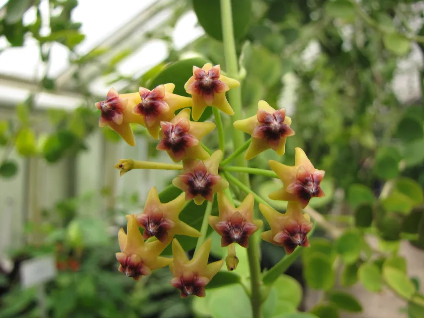 Hoya Cumingiana Live Plant in 3-Inch Pot – Rare Wax Vine Houseplant with Fragrant Yellow Flowers