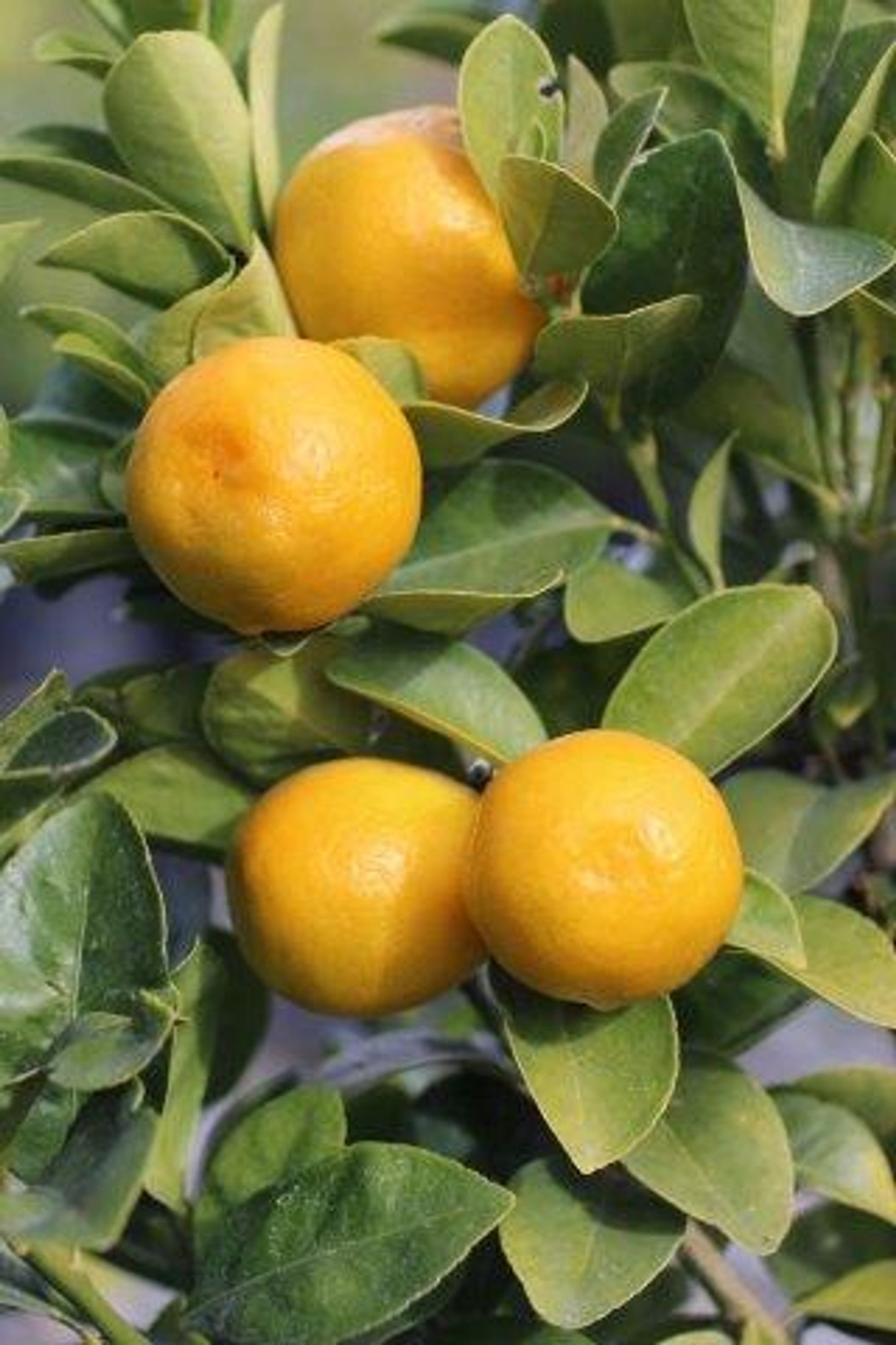 Super Double Rare Fukushu Kumquat Cuttings – 3 Fresh Scions for Rooting or Grafting – Fortunella obovata Citrus