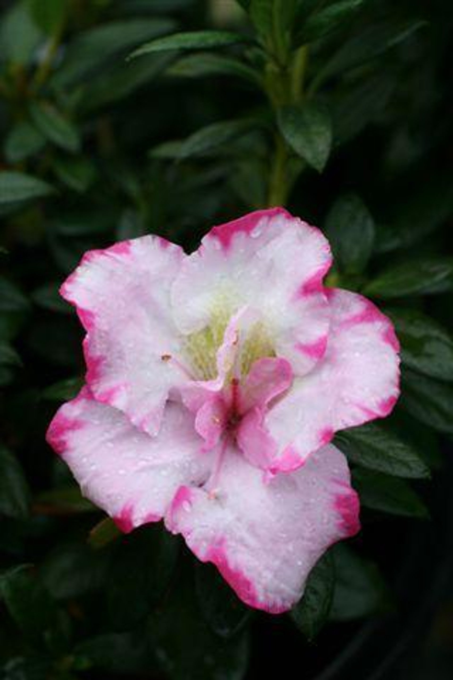 Pink & White Azalea Cuttings – Unrooted Rhododendron Rhododendron spp. Grafting & Propagation Material