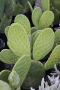 Opuntia Ficus-Indica Cactus Pads – Edible Prickly Pear Nopales, Organic Spineless Cactus for Cooking & Gardening