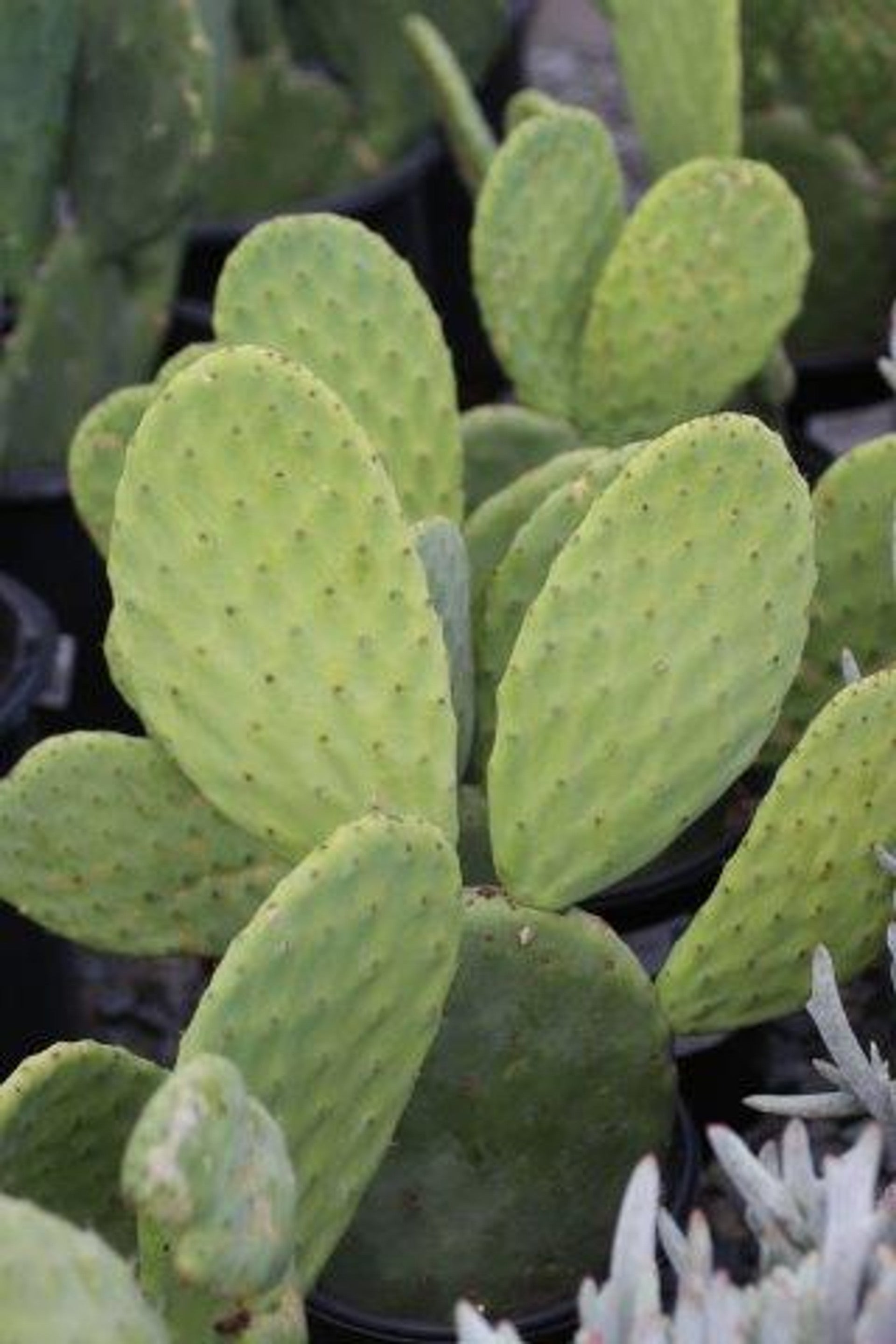 Opuntia Ficus-Indica Cactus Pads – Edible Prickly Pear Nopales, Organic Spineless Cactus for Cooking & Gardening