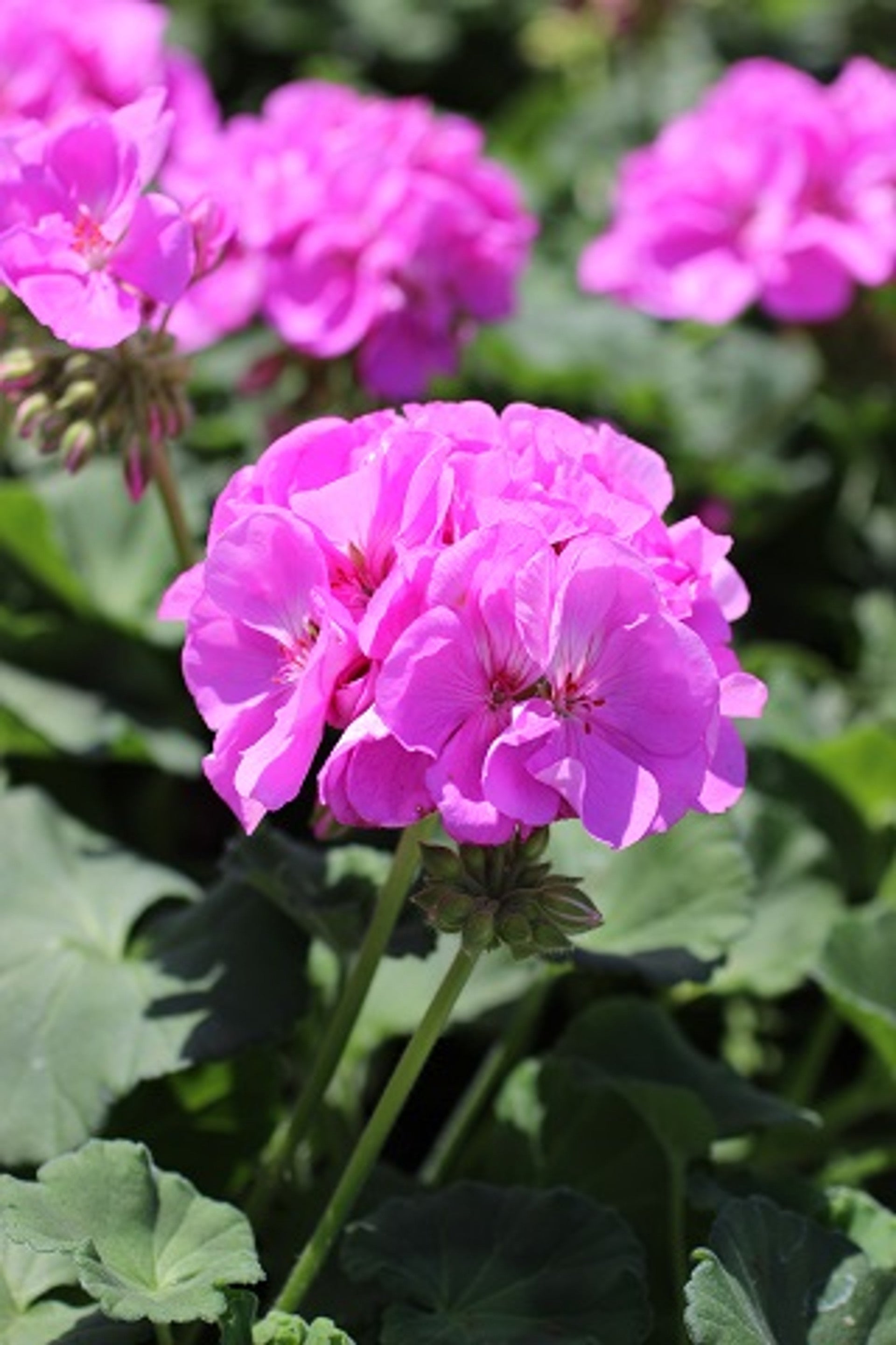 12 Purple-Pink Zonal Geranium Cuttings – Pelargonium hortorum 6" Live Unrooted Stems for Gardens & Containers