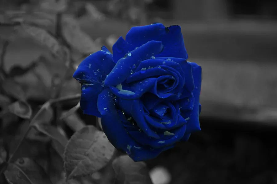 Super Rare Midnight Blue Rose Cuttings – 3 Fresh Scions Rosa ‘Midnight Blue’ Deep Purple Fragrant Grafting