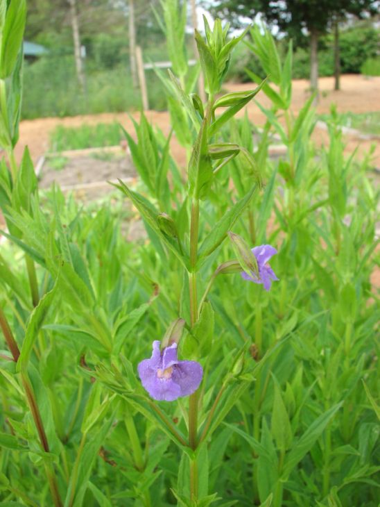 Mimulus ringens Seeds – Native Wetland Perennial with Purple Flowers for Pollinator Gardens, Pond Edges, Rain Gardens