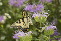 Monarda fistulosa Seeds – Wild Bergamot Perennial Wildflower, Lavender-Pink Blooms, Native Pollinator Garden & Meadow Plant