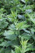 Live Mugwort Plant (Artemisia vulgaris) – 12–16 Inches Bareroot Medicinal Herb, Dream & Witch Herb, Perennial for Herbal Gardens