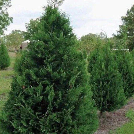 Murray Leyland Cypress Tree 2.5-Inch Pot, Fast-Growing Evergreen Privacy Hedge, Cupressocyparis leylandii ‘Murray’