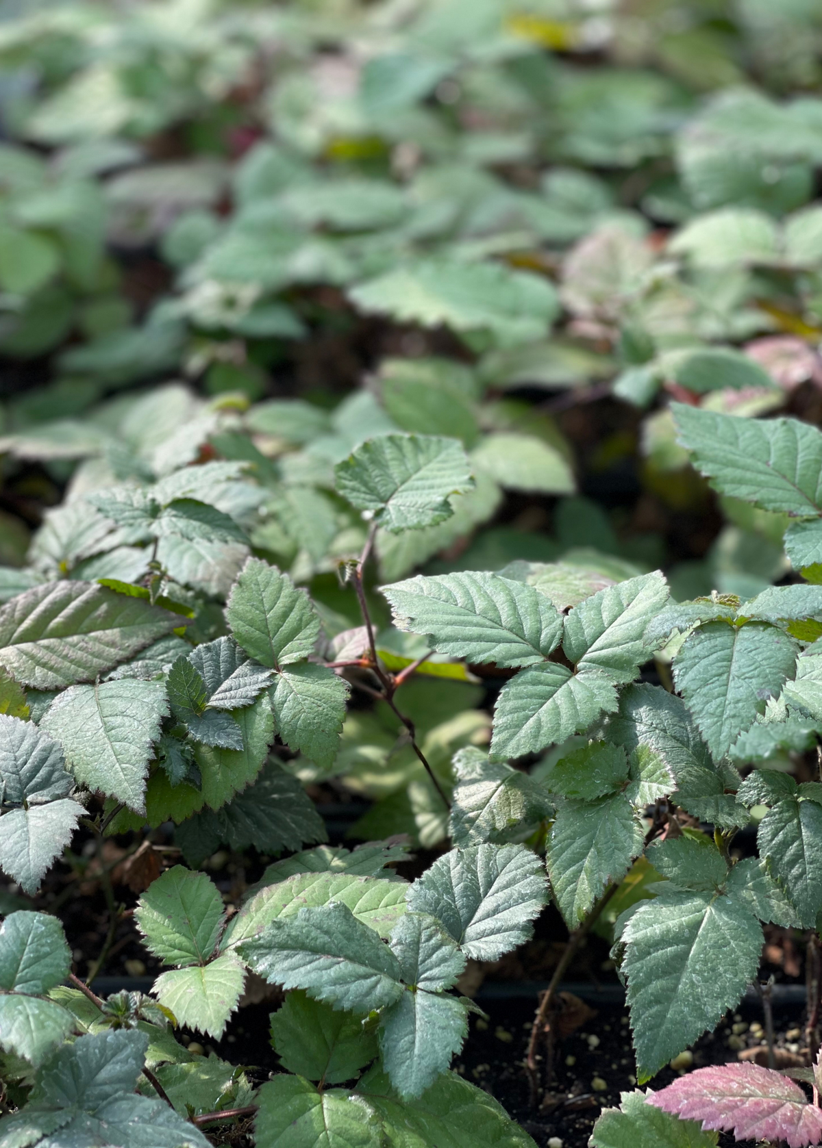 Blackberry, Thornless 'Natchez' (Rubus)