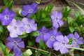50 Vinca Minor Plants - Bare Root Evergreen Ground Cover, Shade Tolerant, Dwarf Periwinkle, Blue-Purple Flowers, Hardy & Fast Spreading