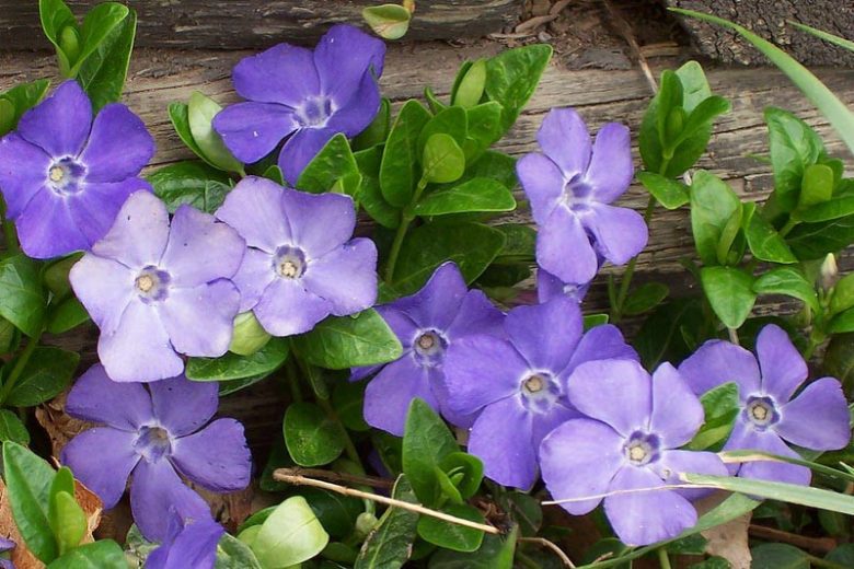 50 Vinca Minor Plants - Bare Root Evergreen Ground Cover, Shade Tolerant, Dwarf Periwinkle, Blue-Purple Flowers, Hardy & Fast Spreading