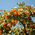 American Persimmon Trees Live Bare Root Seedlings – Native Fruit Tree Diospyros virginiana, 6–12 Inches