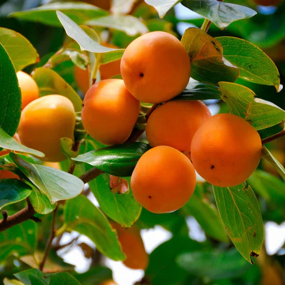 American Persimmon Tree Seedling – Bare Root 6–12 Inches, Native Edible Fruit, Cold Hardy Diospyros virginiana