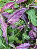 Okinawa Spinach Cuttings – 8 Unrooted 5–6" Gynura crepioides Edible Green & Purple Leaf Vegetable for Gardens